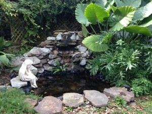 Close-up of Pond