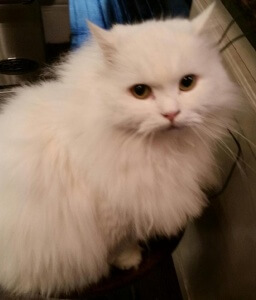 White Persian cat staring into camera, showing his golden eyes