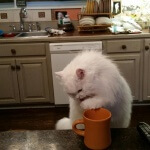 White persian cat with orange cup of milk, sitting on stool in kitchen.